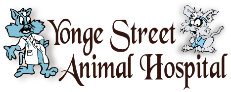 Toronto Veterinary Clinic - Yonge Street Animal Hospital - Puppy Care