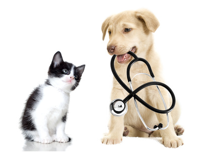 Veterinary Clinic Toronto - Yonge Street Animal Hospital