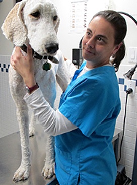 Yonge Street Animal Hospital - Dog Grooming Toronto