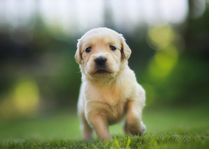 Dog Dentistry - Yonge Street Animal Hospital - Toronto Veterinary Clinic